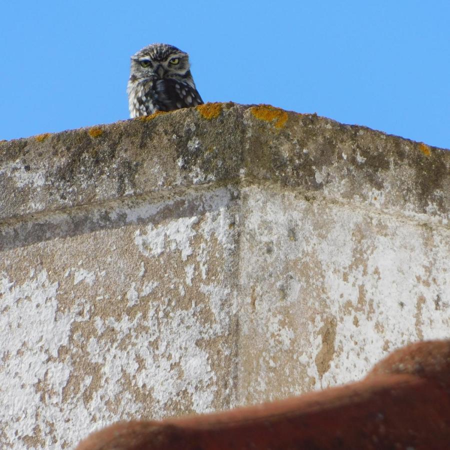 The Little Owls Nest Castro Verde Lejlighed Eksteriør billede